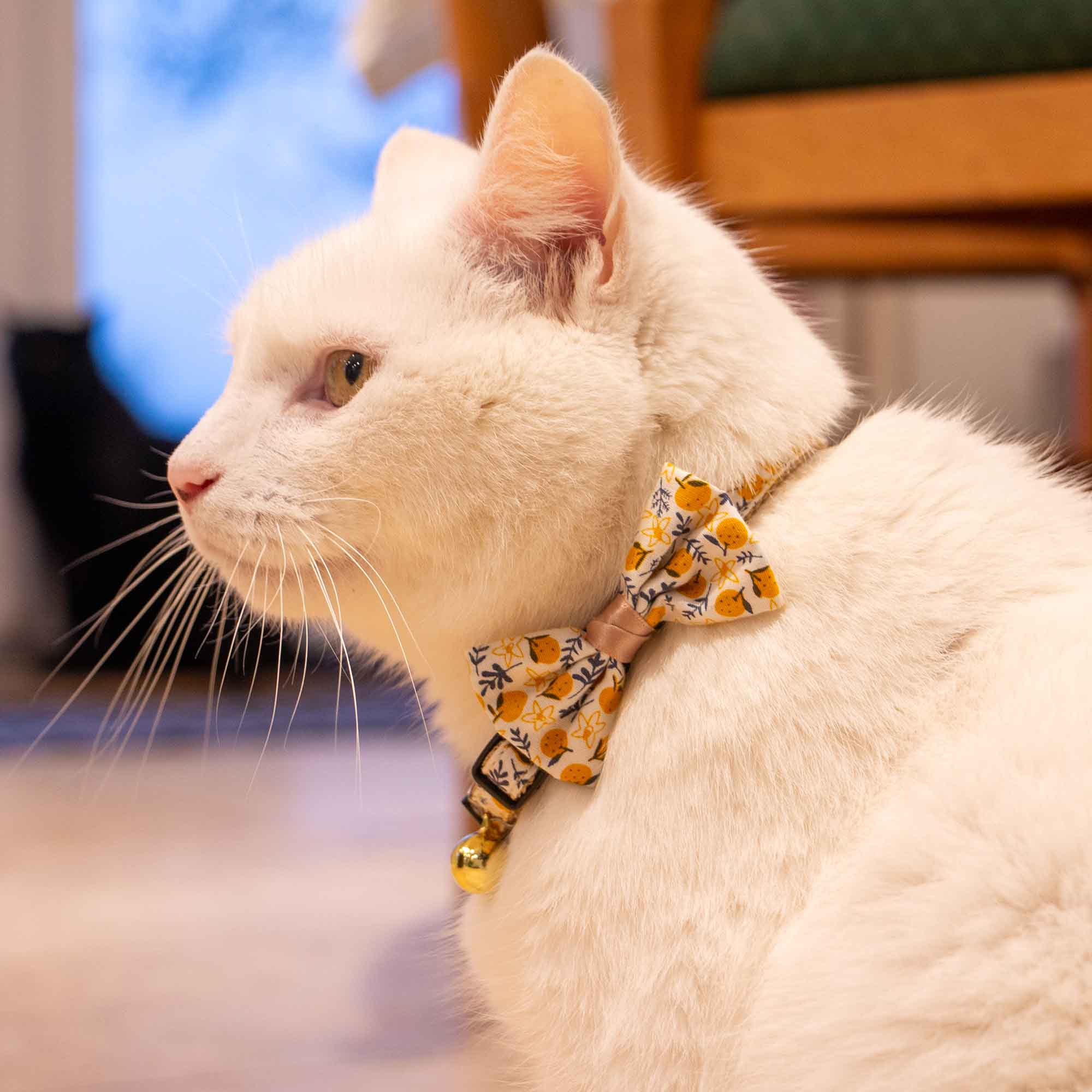 Citrus Fruit Pattern Cat Collar
