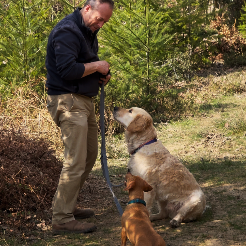 Henry Wag Dog Training Lead
