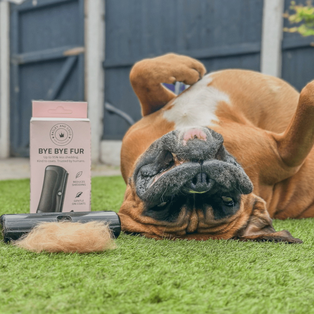 Deshedding Brush For Dogs, Cats, Horses – Black